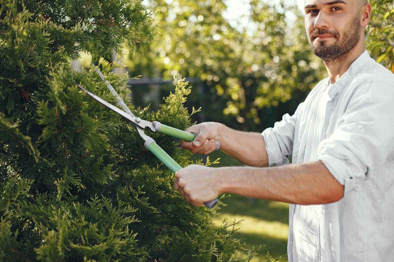 Trusted Temple, GA Tree Service Experts